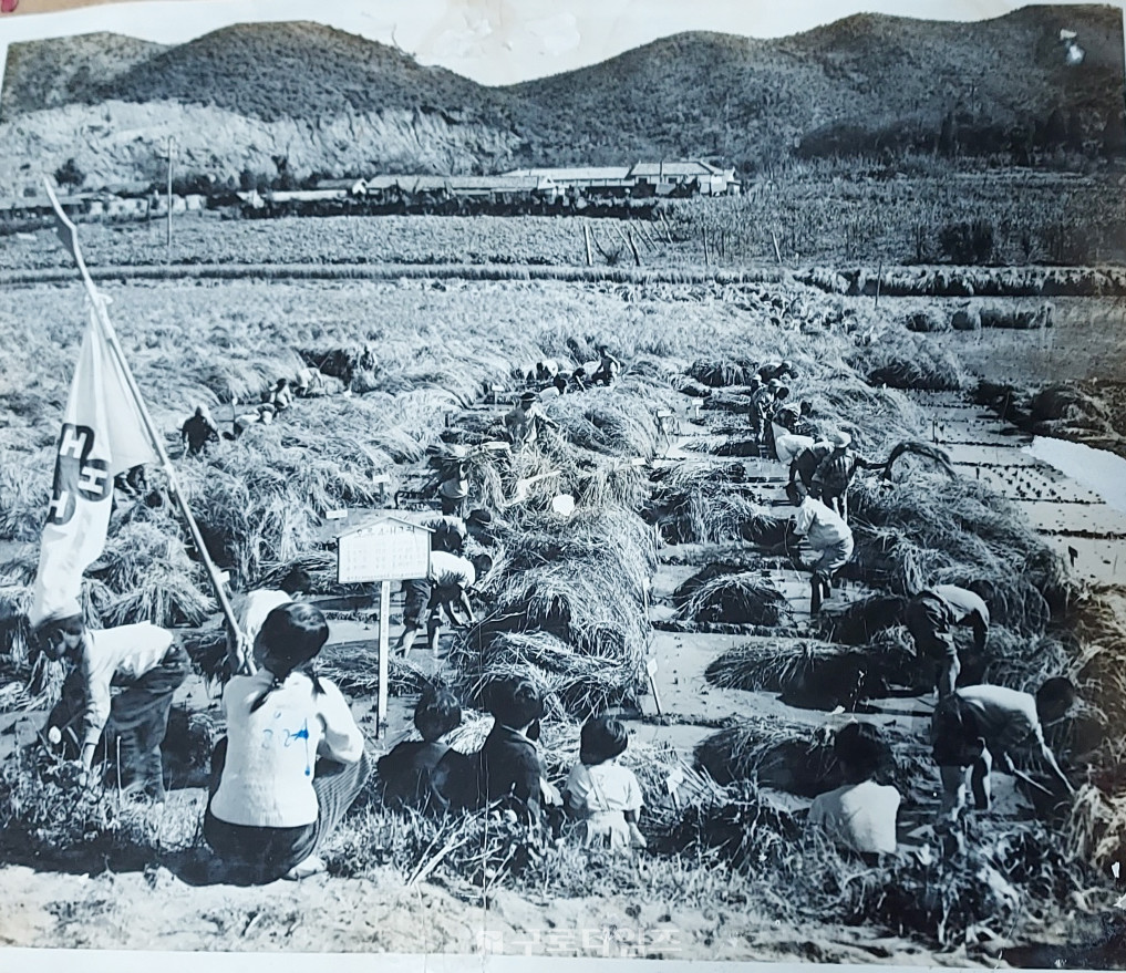 약 70년 전인 1954년 개웅산 아래 논과 포도밭 축사 등으로 이루어진 오류골(현 오류2동)의 옛 모습,  논에서 벼를 수확하고 있다. 